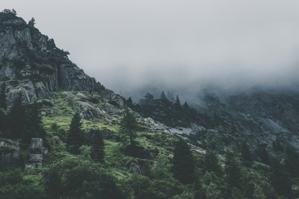 green leafed trees during fog time 167684.jpg